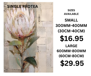 SINGLE PROTEA